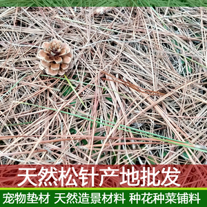 天然松针马尾松松树叶黄缘龟造景垫材种花种菜腐殖营养土干松毛针
