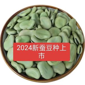 新干蚕豆胡豆种子青皮罗汉豆农家兰花豆莲花豆试种