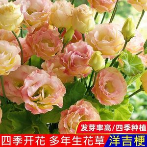 【四季开花】洋桔梗花四季易活阳台庭院盆栽地栽南北方种植