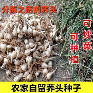 农家自种茭白茭头新鲜荞头无叶叫头藠头薤白荞子作泡菜蕌荞头种子