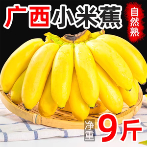 广西小米蕉新鲜香蕉10斤自然熟应当季新鲜水果小香芭蕉甜整箱包邮