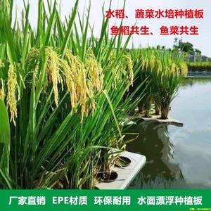 水稻水上种植浮板鱼稻共生设备湖面水池鱼塘无土水培定植板漂浮板