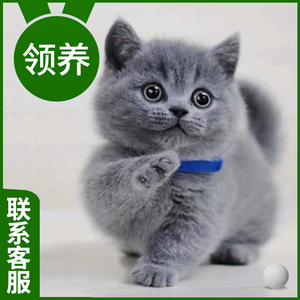 猫咪活物宠物幼猫布偶猫猫英短橘猫兔子幼崽美短小猫蓝猫银金渐层