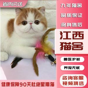 【江西猫舍】加菲猫纯种幼崽曼基康矮脚猫短腿小猫咪宠物活的小奶
