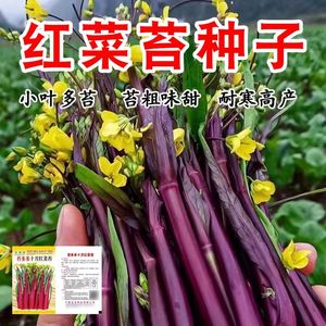 十月红菜苔种子高产耐寒红菜心春秋四季种植阳台盆栽抗病寒菜种籽
