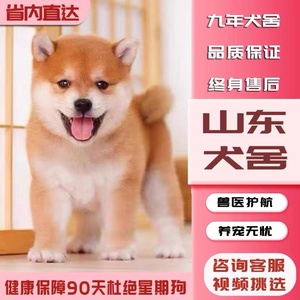 【山东犬舍】纯种日本柴犬幼犬活体中型犬双血统豆柴家养宠物衣服
