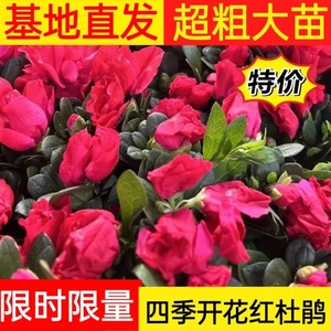 四季开花不断西洋杜鹃室外庭院盆栽好养比利时杜鹃花卉多花苞小苗