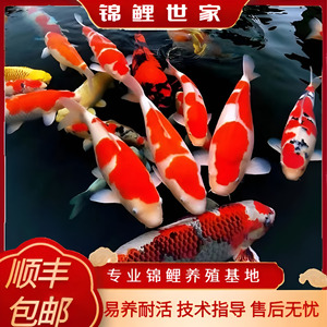 顺丰包邮纯种红白三色锦鲤观赏鱼大型冷水淡水金鱼易养耐活鱼苗