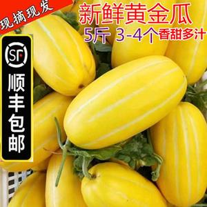 【顺丰包邮】5斤新鲜香瓜脆甜黄金玉瓜黄皮条纹蜜瓜白瓜 应季水果