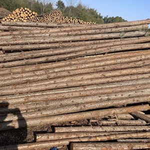 松木圆木原木打桩木户外河道防汛护提木桩园林绿化支树杆原木桩