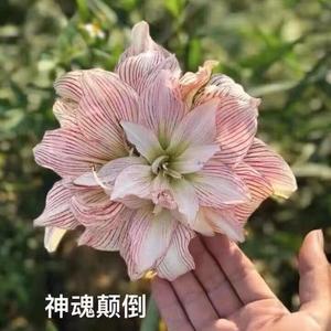 【云梦花园】台湾神魂颠倒朱顶红种球苗多年生球根花卉耐热