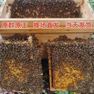 中蜂蜂群带王蜜蜂养殖带子脾阿坝蜂箱中华土蜂出售笼蜂活体活群整
