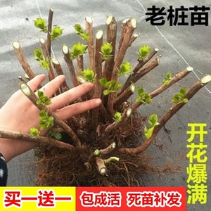 绣球花苗老桩大苗耐寒四季开花易活无尽夏变色庭院阳台盆栽植物