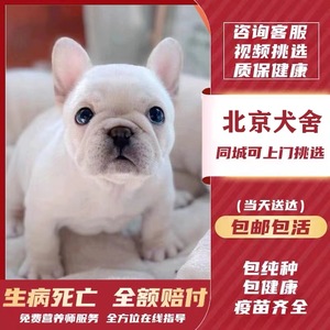 北京纯种法斗幼犬宠物法国斗牛犬奶油黑蓝色英牛活体家养宠物狗狗