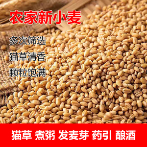 新品小麦粒麦子粒麦粒优质米草籽猫草食用磨面颗粒发芽榨汁麦芽糖