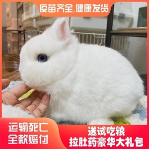 小兔子活物侏儒兔长不大迷你小型公主荷兰垂耳兔茶杯兔家养宠物兔