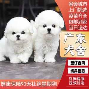 【广东犬舍】纯种比熊幼犬活体白色法国卷毛小型犬小体比熊宠物狗