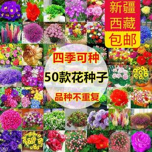 新疆西藏包邮50款不重复四季易种花种子花开不断净化空气花盆栽花