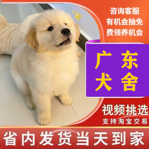 【广东犬舍】金毛幼犬赛级纯种宠物狗活幼体小狗动物活的活物