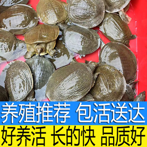 外塘生态中华甲鱼苗鳖苗鲜活团鱼水鱼苗王八苗龙鱼活饵100只包邮