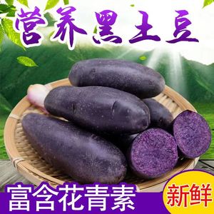 新鲜现挖紫土豆农家自种黑土豆黑金刚马铃薯乌洋芋大土豆10包邮