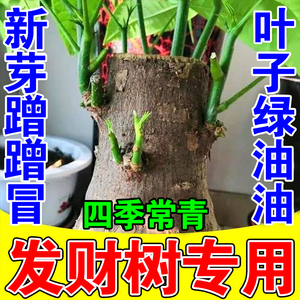 发财树复活液黄叶枯叶烂根叶斑病专用生根药水植物活力素养花杀菌