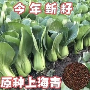 四季上海青种子白菜种籽蔬菜种子大全青菜小白菜阳台易种盆栽油菜