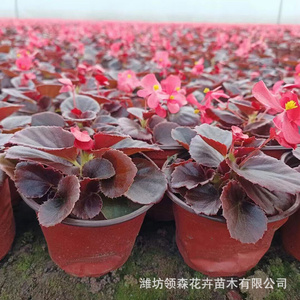 四季海棠青州基地供应观赏花卉苗木花海工程景观四季开花四季海棠