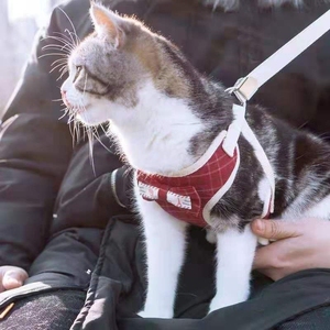 猫咪牵引绳大小猫专用遛猫绳防挣脱猫链子宠物舒适可爱背心胸背带