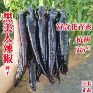 紫妃尖椒种子黑紫色辣椒种籽高产早熟牛角彩椒籽种秋季四季蔬菜孑