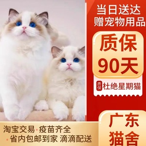纯种布偶猫幼猫活物蓝双海双仙女猫蓝眼睛长毛猫幼崽活体宠物猫咪