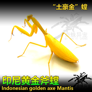 印尼黄金斧螳螂黄金螳活体昆虫宠物螳螂大型新手入门品种爬宠活体