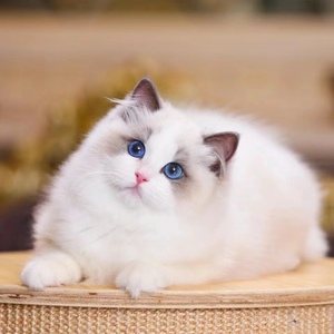 布偶纯种猫幼猫活物蓝双海双仙女猫蓝眼睛长毛猫幼崽猫舍基地直销