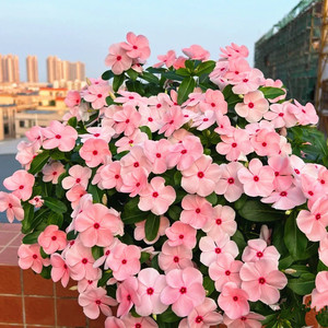 长春花盆栽带花苞日日春花苗室内阳台客厅四季开花观花多年生植物