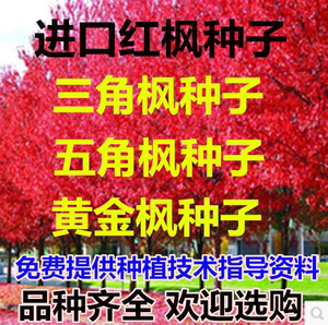 进口 美国红枫种子 秋火焰种子 四季红日本红枫树种子 黄金枫种子
