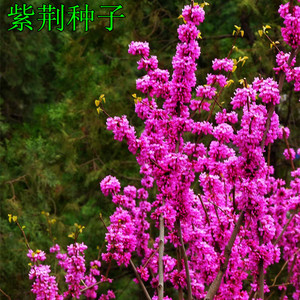 巨紫荆种子 紫荆种子 多花紫荆树种子 洋紫荆加拿大宫粉紫荆花种