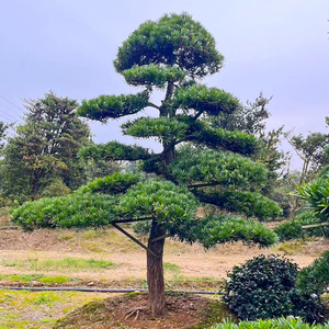 一对一选树大型原生罗汉松精品造型树别墅庭院地景盆景名贵树矮桩
