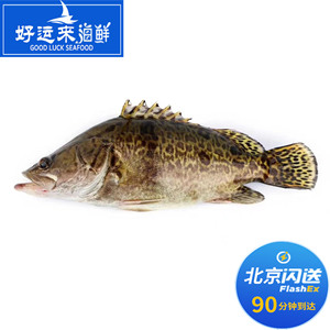 北京闪送 1.8-2斤1条 鲜活桂鱼 新鲜鳜鱼鲜活海鲜水产松鼠桂鱼