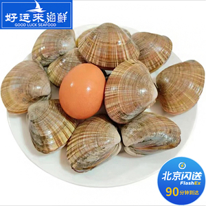 500g  北京闪送 鲜活 黄金贝 丹东特产 海鲜贝类 肉质鲜嫩