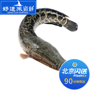 北京闪送 2.2-2.5斤1条 鲜活生态财鱼 淡水鱼 黑鱼乌鱼活体 新鲜