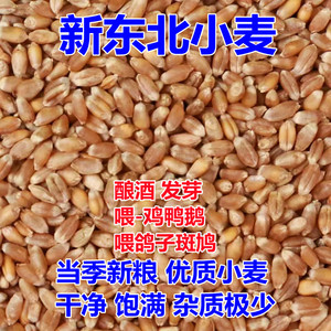 小麦粒2023年新东北小麦酿酒带皮干麦子发芽喂鸽子粮食鸡鸭鹅饲料