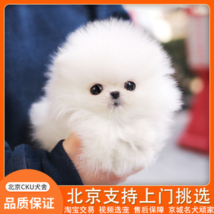 纯种博美幼犬长不大袖珍茶杯犬甜美可爱俊介犬北京出售活体宠物狗