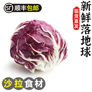 新鲜落地球生菜紫苣红菊苣绿叶红包健身洗切生吃蔬菜沙拉蔬菜新鲜