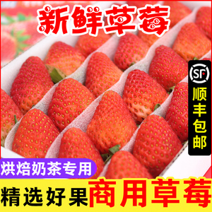 双流冬四季酸草莓新鲜商用水果奶茶烘焙饮品糖葫芦专用顺丰包邮