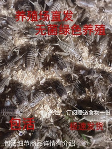 白蟋蟀针头油葫芦活体爬宠蜘蛛守宫树蛙蚂蚁食物鸟龙鱼活物饲料