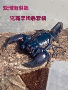 亚洲雨林蝎活体爬宠大型宠物蝎子新手超大宠物温顺无毒可上手
