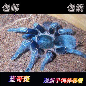 网红蓝色种蓝哥斑哥斯达黎加斑马脚1-10厘米顽皮好养蜘蛛活体宠物