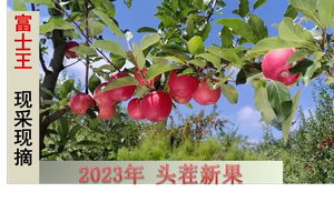 平凉金果泾川富士10斤现摘新鲜苹果当季优质鲜果