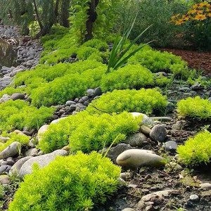 花园花镜佛甲草盆屋顶绿化草坪苗 房顶隔热阳台 庭院楼顶绿化苗