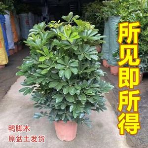 吸甲醛大型八方来财树鸭脚木盆栽室内阳台客厅庭院绿植花卉发财树